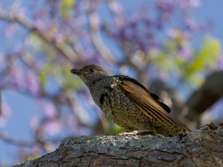 Vogeltje Vogeltje